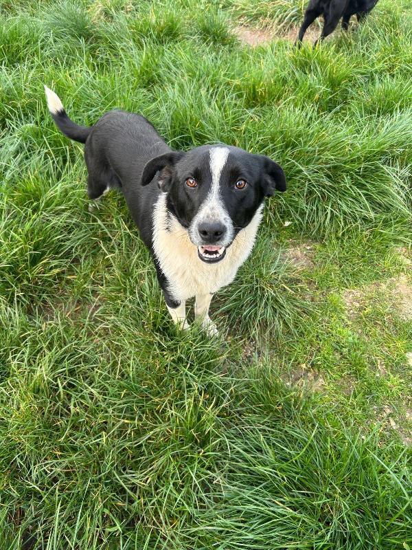ALAN, GIOVANE CAGNOLINO SALVATO DALLA STRADA, ORA IN BOX!  Foto 3